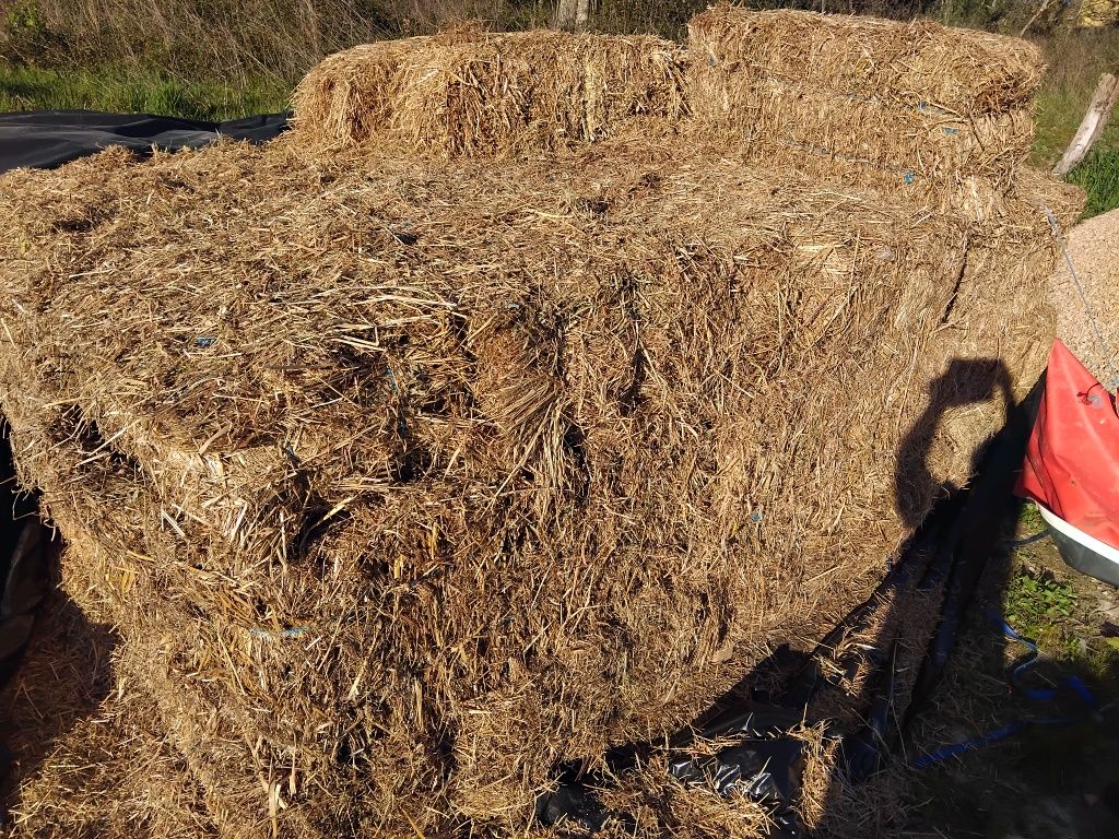 Fardos de palha deste ano