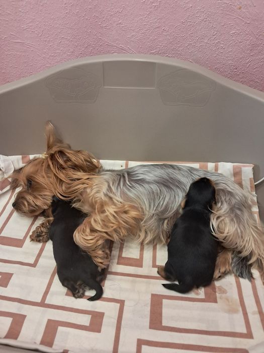 Продам  Щенков Йорка