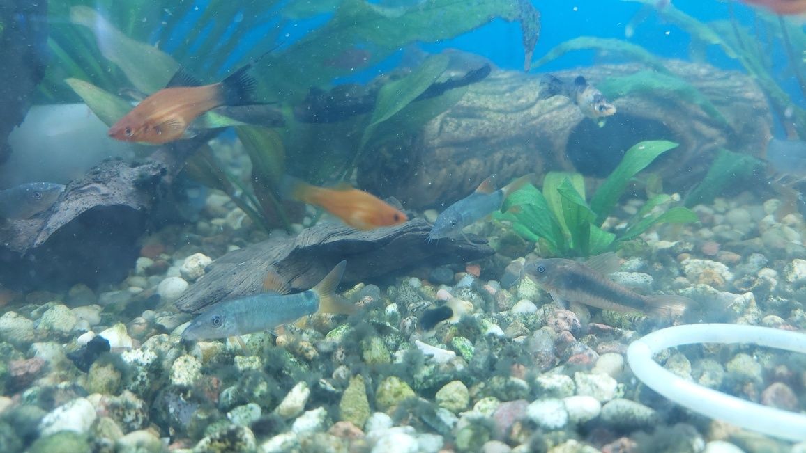 Ryba akwariowa - Bocja modesta (bocja szara)