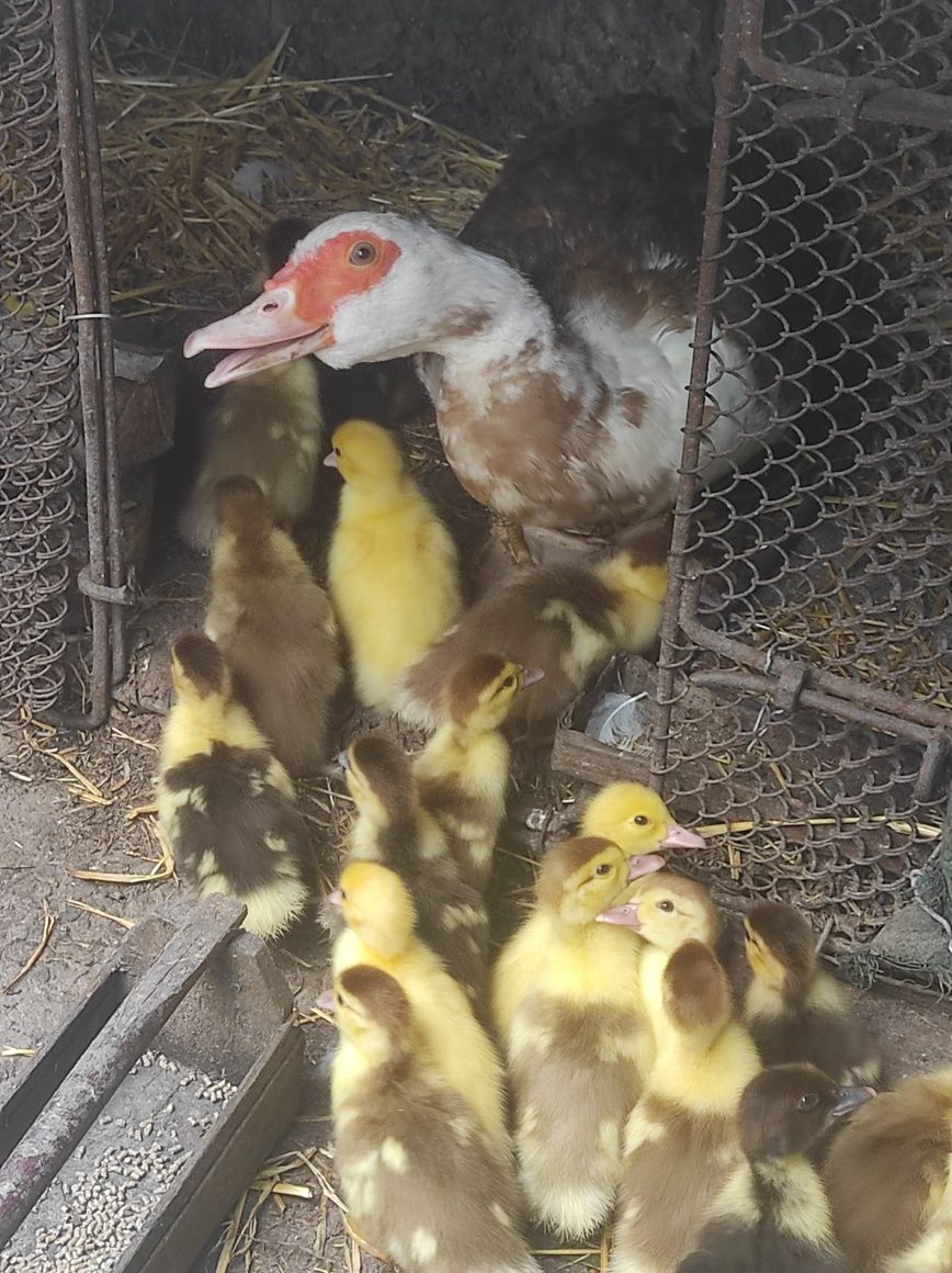 Продам домашніх вутят з вуткою