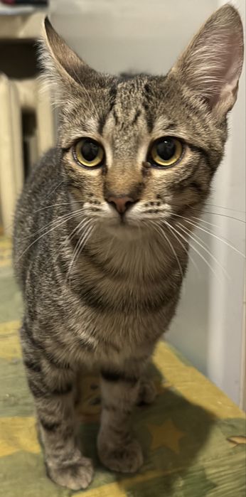 Котенок девочка в хорошие руки