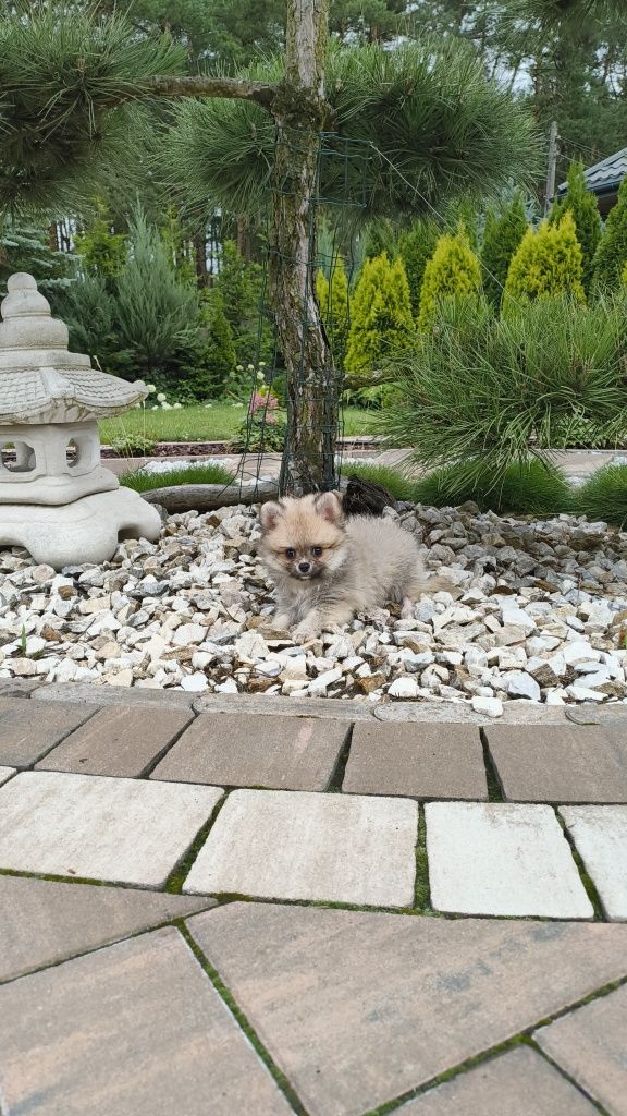 Szpic Miniaturowy Pomeranian miś misiaczek