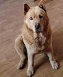 Suka chow chow Suri