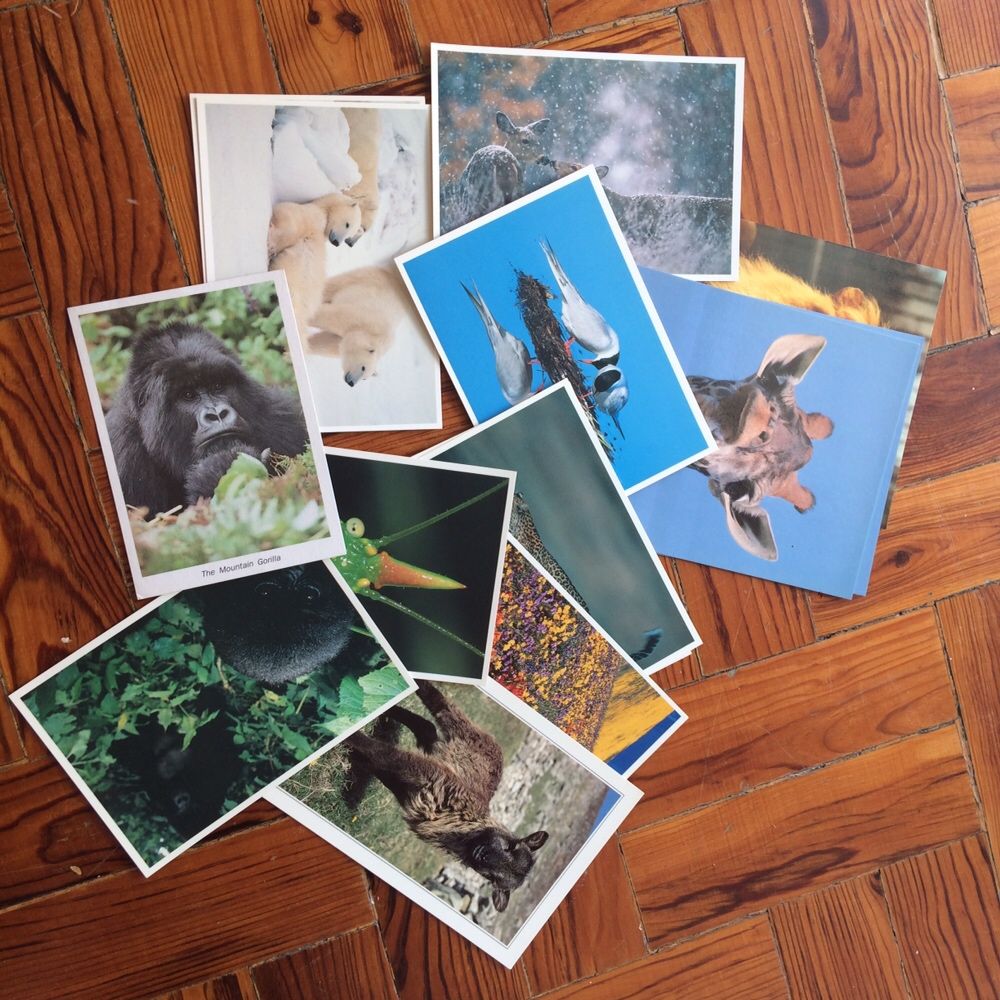 10 postais com animais + 1 com flores
