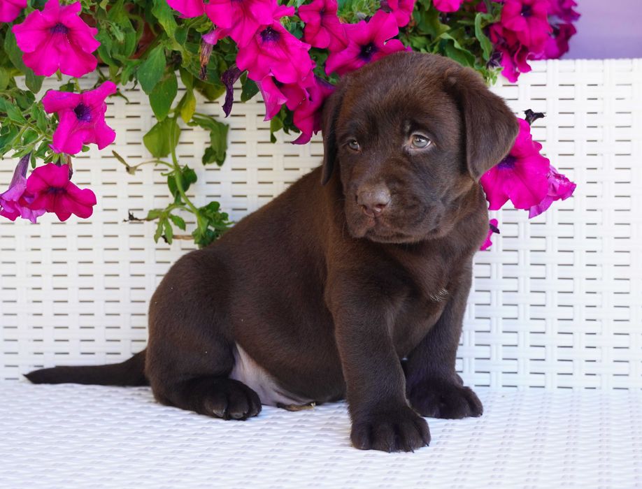 Labrador Retriever FCI ZKwP czekoladowy PIES