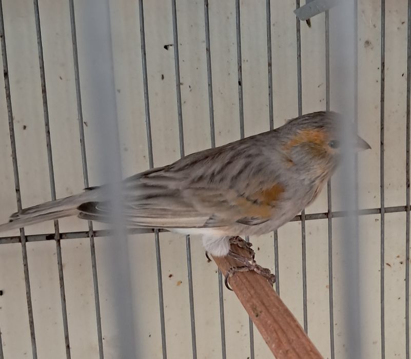 Canários asas cinza