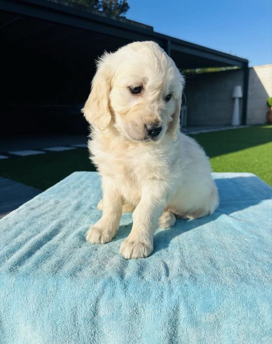 Golden Retriever linda