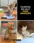 Setúbal / Margem Sul / Lisboa — Filhotas da Lilly para adoção