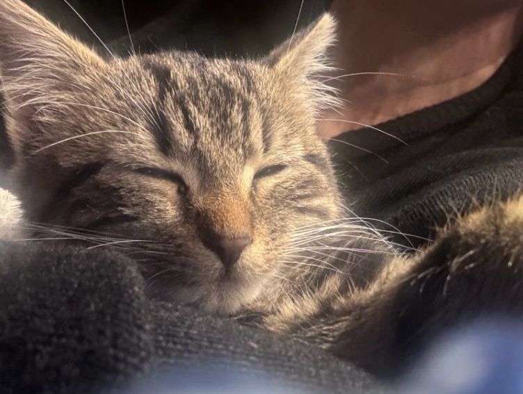 Mała kotka szuka domu