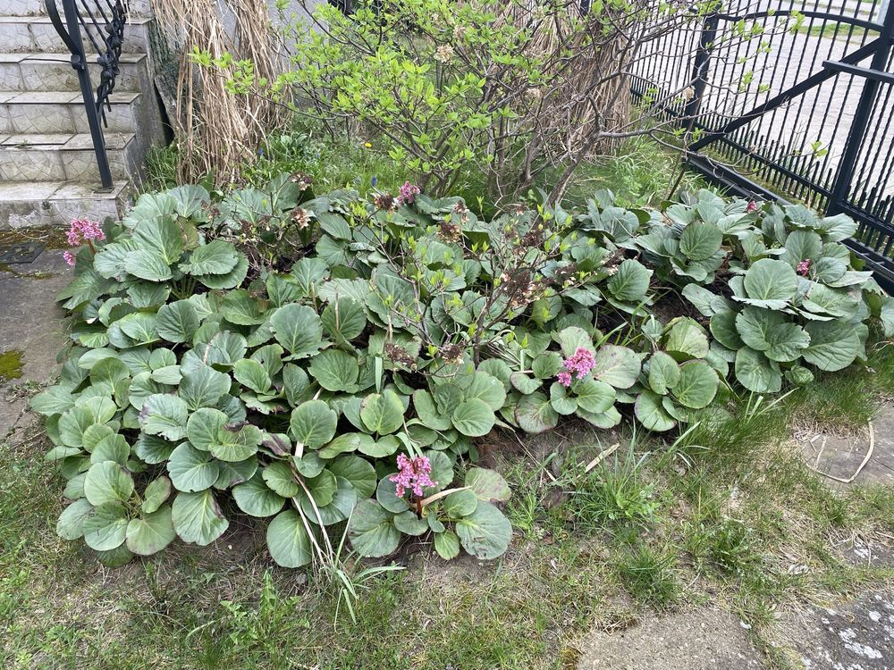 Bergenia 55 sztuk