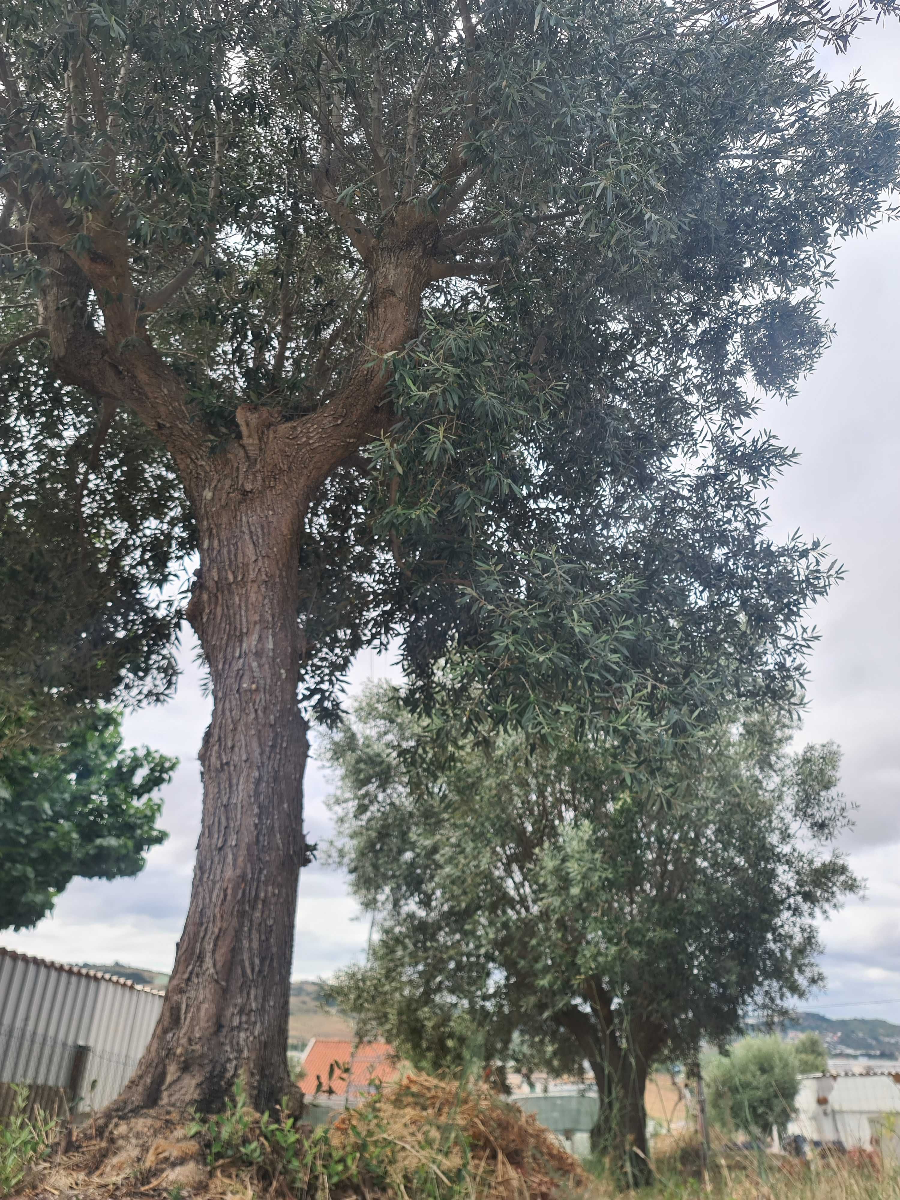 Oliveiras Centenárias