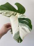 Monstera Albo /Монстера Алльба