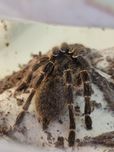 Ceratogyrus darlingi, Młoda samica ok 3DC