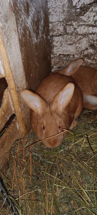 Sprzedam króliki Kalifornijskie , Burgundzkie