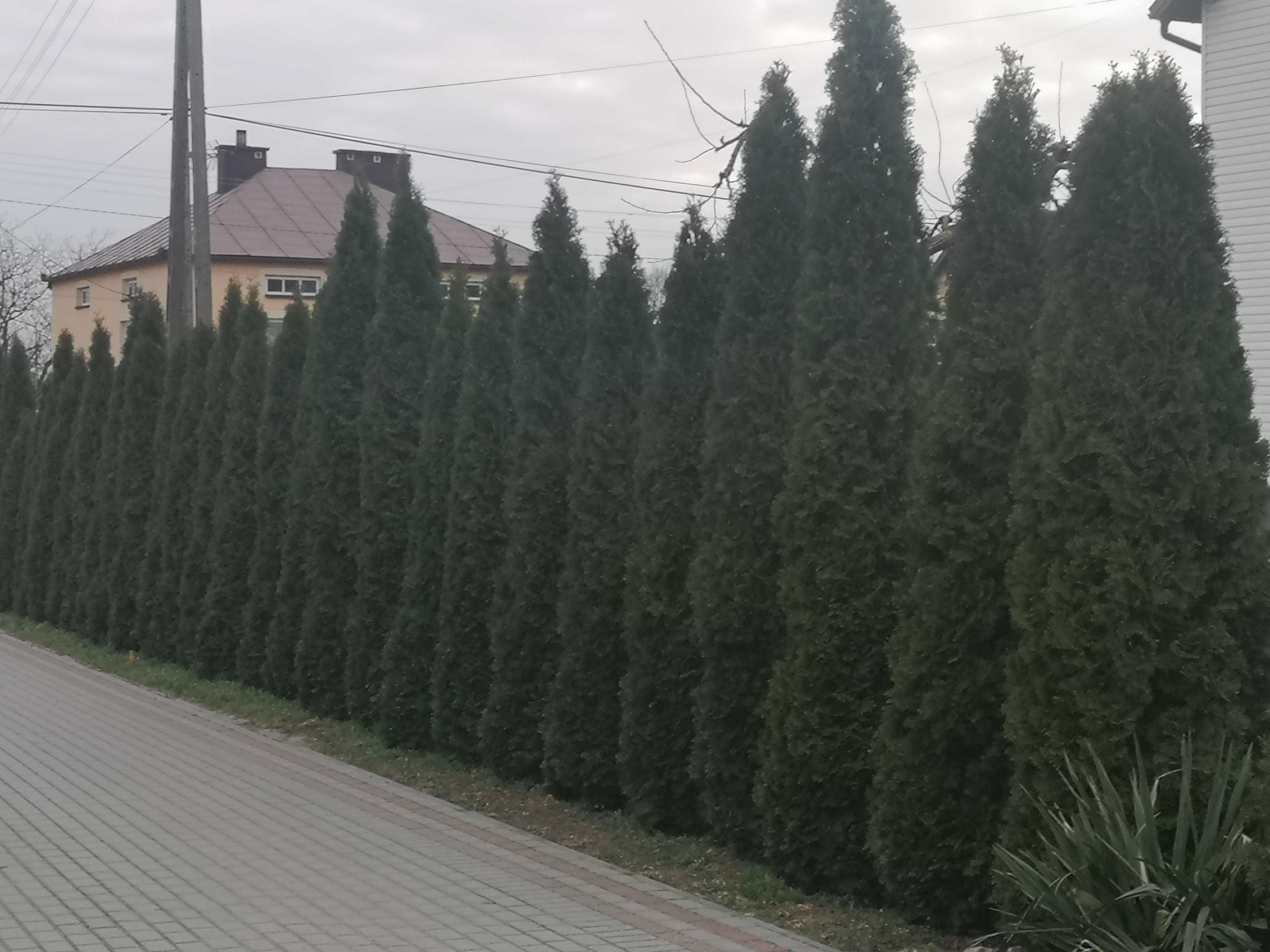Tuja szmaragd 3 metry 33 szt