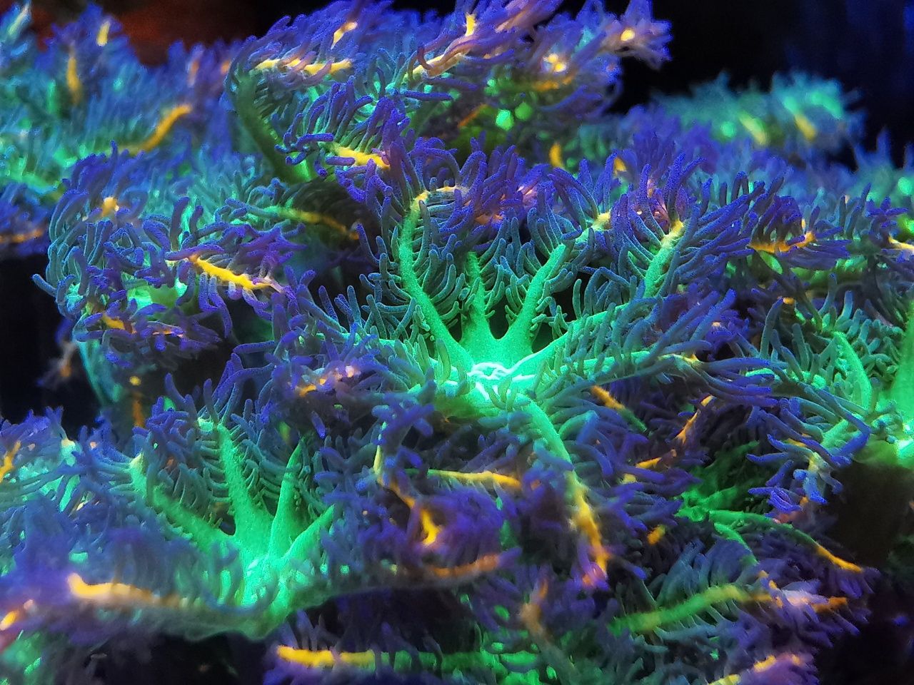 Koralowce: goniopora, euphyllia, zoanthus, caulastrea. Fitoplankton