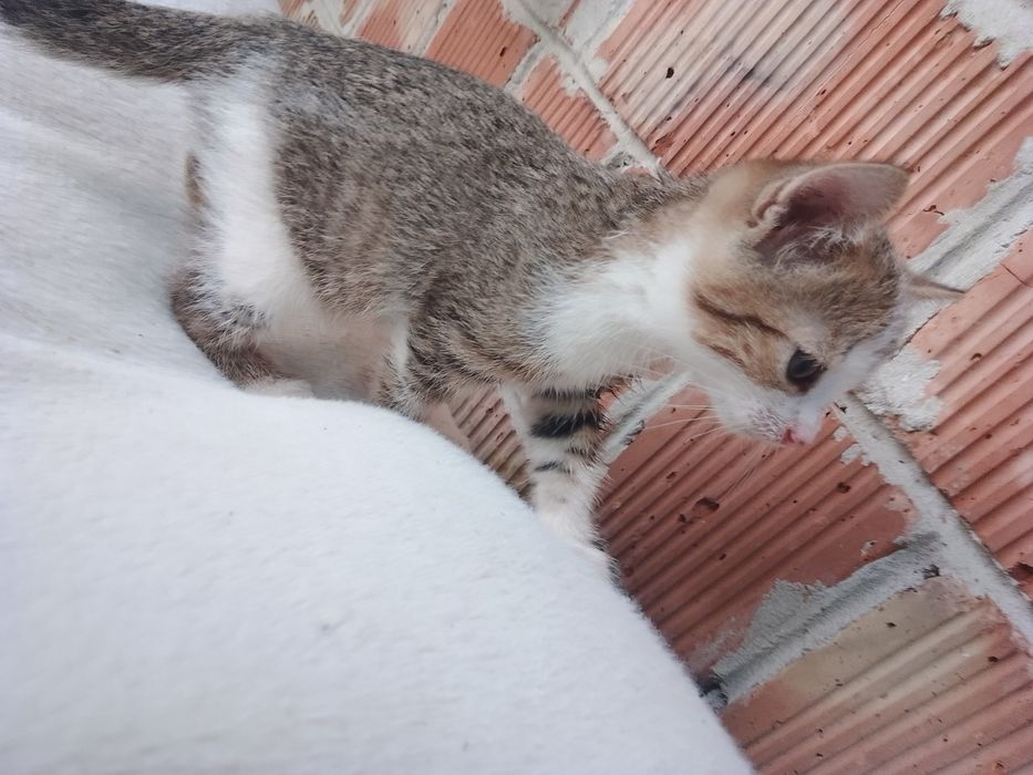 Отдам кошечек 2 мес