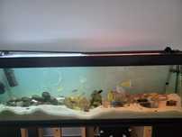 Aquario 2m com movel