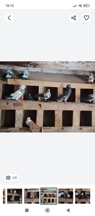 Sprzedam motyle warszawskie