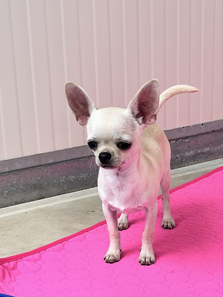 Chihuahua Macho Pelo curto