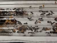 Zestaw Camponotus mrówki królowa