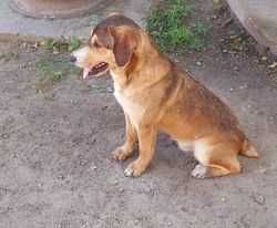 Młody- ok 1,5 roczny  Dolar szuka domu  na zawsze