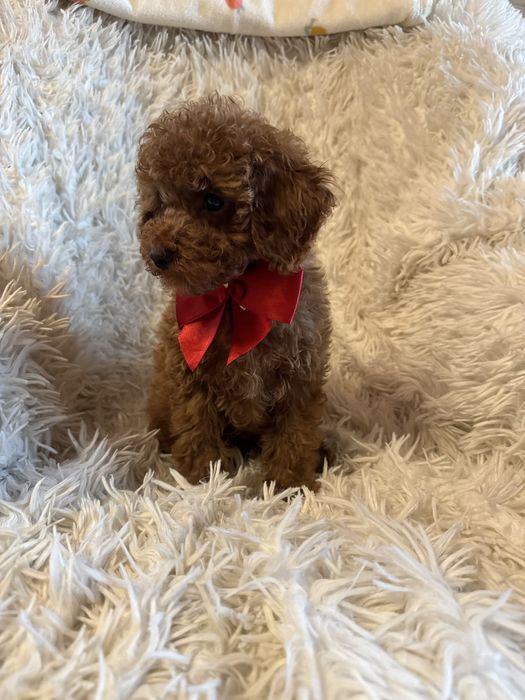 Piesek pudel miniaturowy toy red rodzice mają badania genetyczne