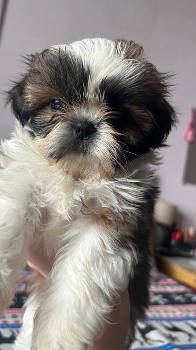 Цуценята Ши-тцу