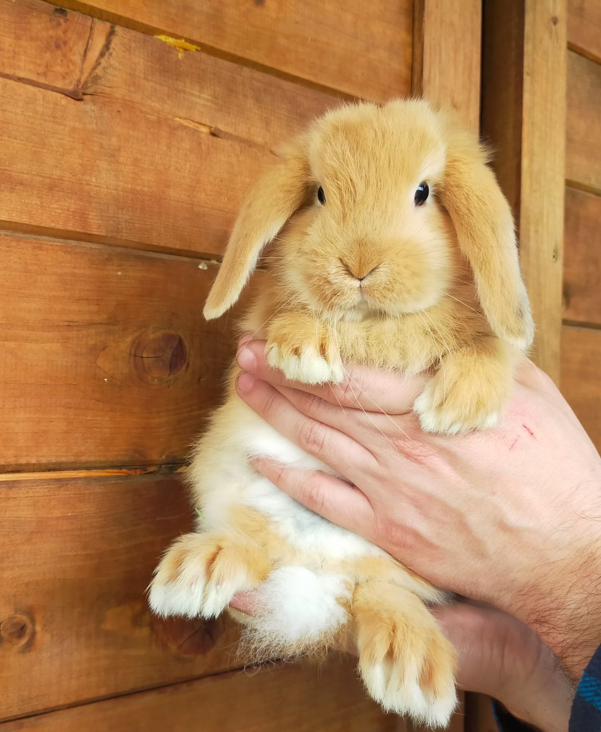 Królik baranek mini lop