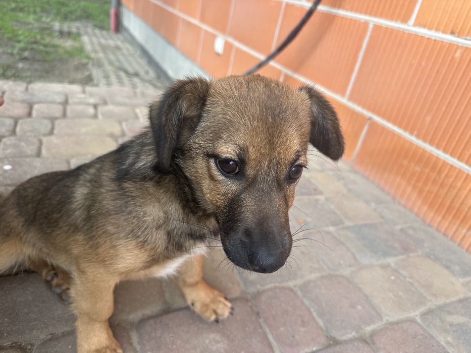 Piesek szczeniak do adopcji