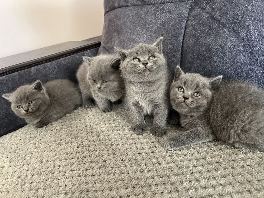 Шотландські кошенята Брюховичі!