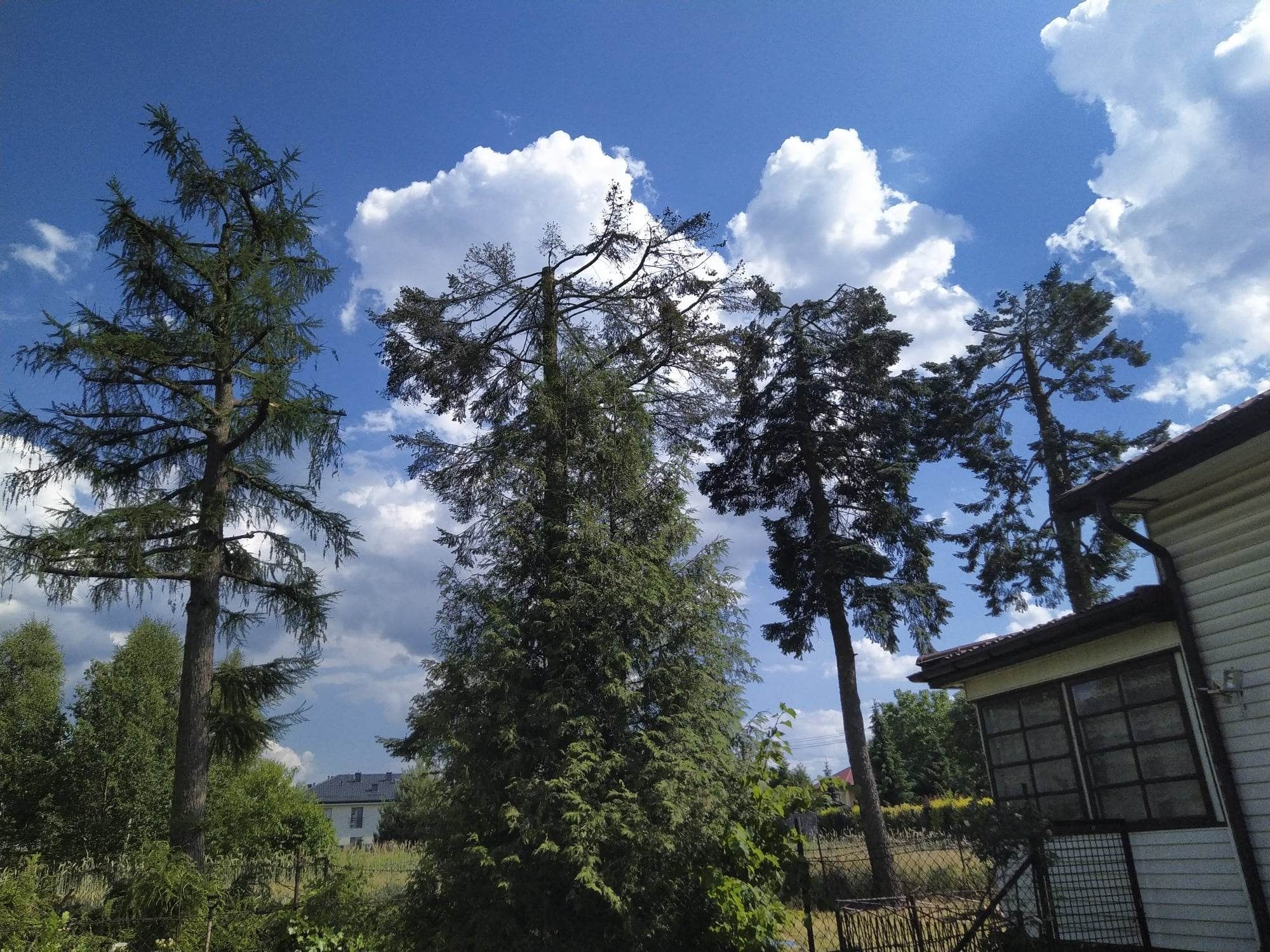 Wycinka drzew alpinistyczna, cięcia sanitarne