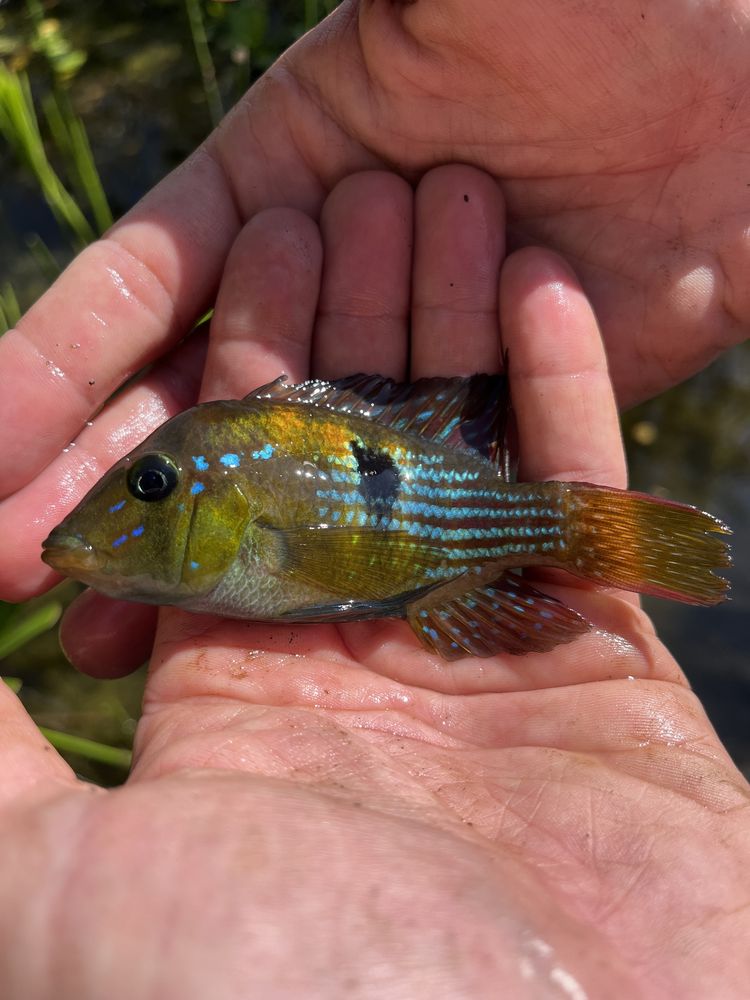 Vendo Gymnogeophagus Terrapurpura