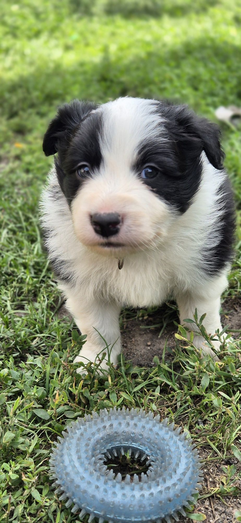 Border collie piesek
