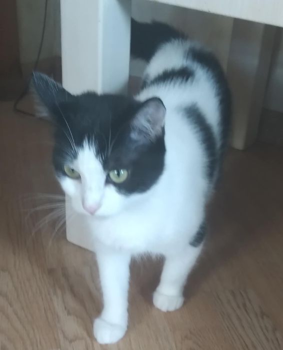 Кішці потрібен дім