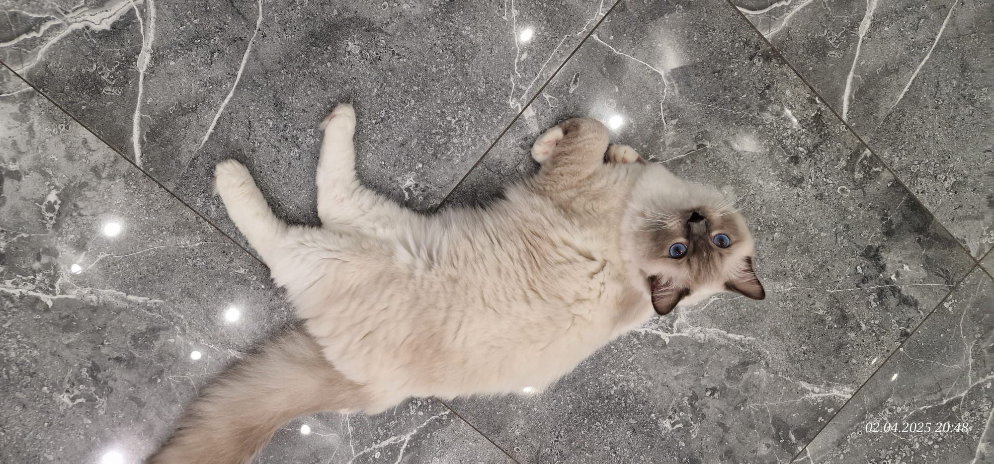 Ragdoll blue mitted z całą wyprawką