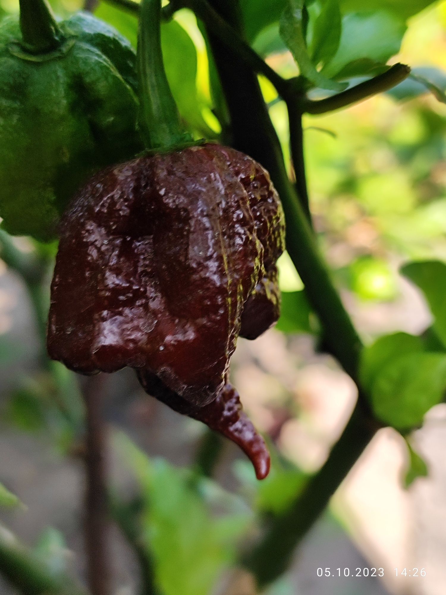 Насіння супергострих перців Carolina Reaper.