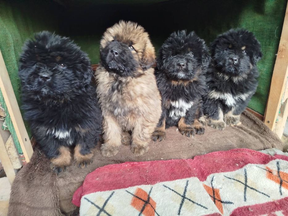 Тибетський мастиф