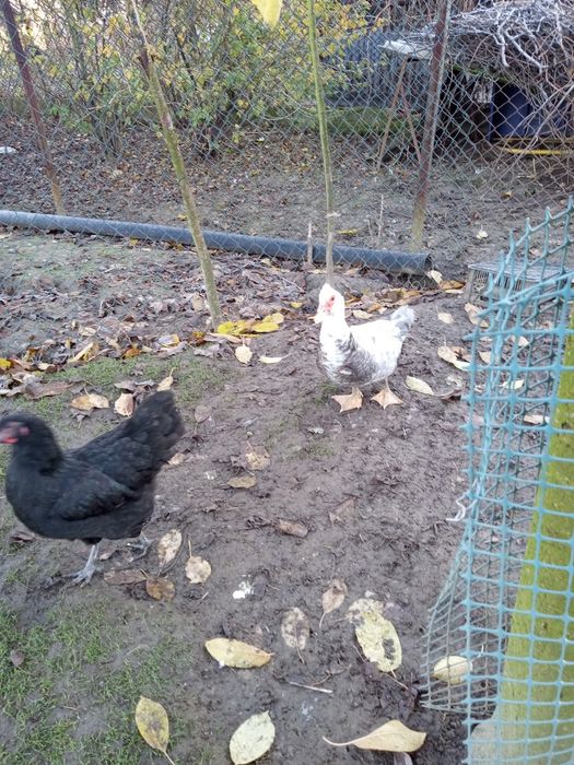 Kaczki francuskie indyczki