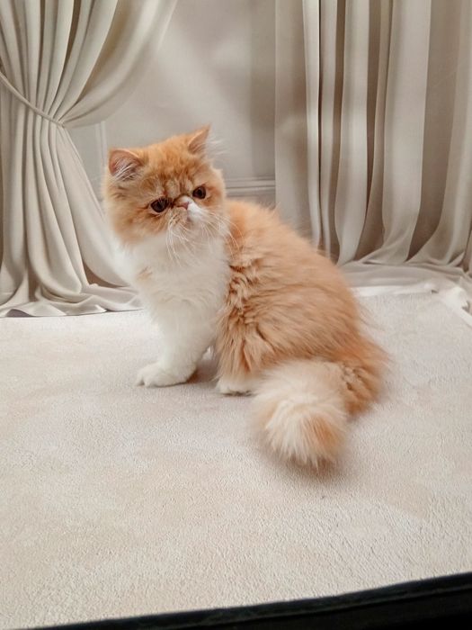 Персидська діачинка