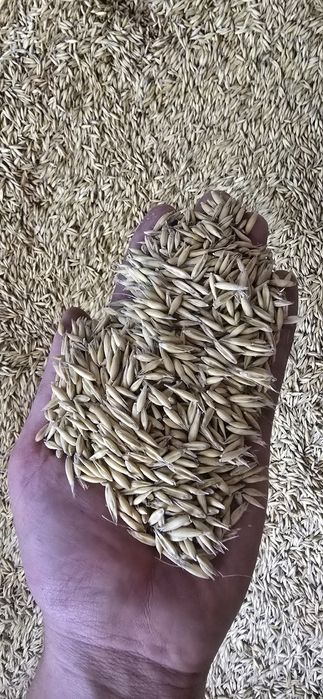 owies rambo i czarny ( gniady )