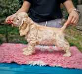 Cocker spaniel Amerykański FCI