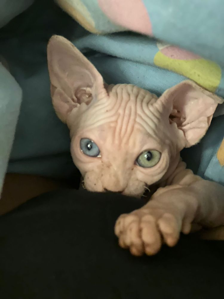 Canadian Sphynx disponivel