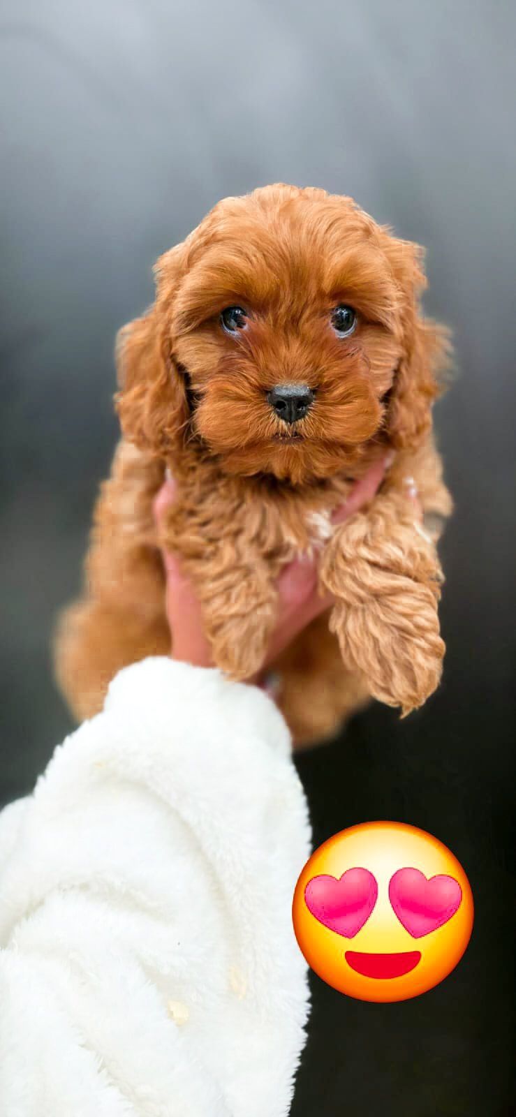 Cavapoo cavalier pudel wyprawką badania rodowód