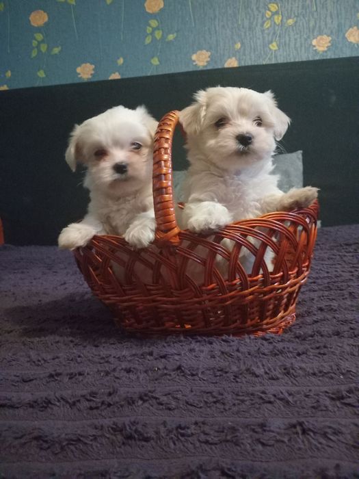 Продам цуценят мальтіпу