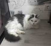 Котик срочно ищет дом!!!