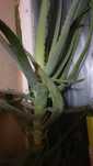 Aloes leczniczy  aloes