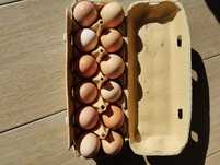 Ovos caseiros de galinha