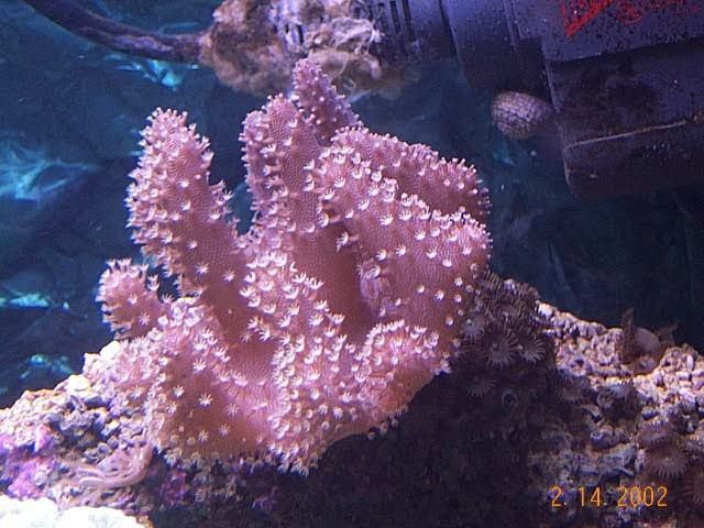 Lobophyton koralowce