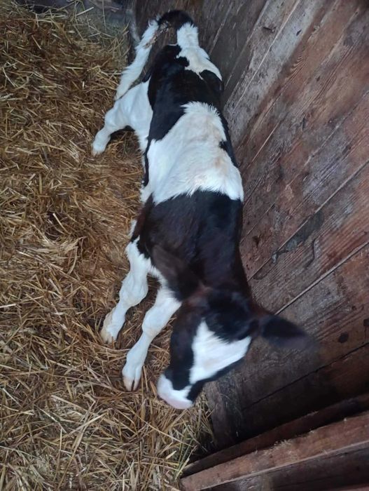 Byczek mieszaniec 3 tygodniowy